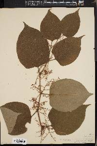 Reynoutria japonica image