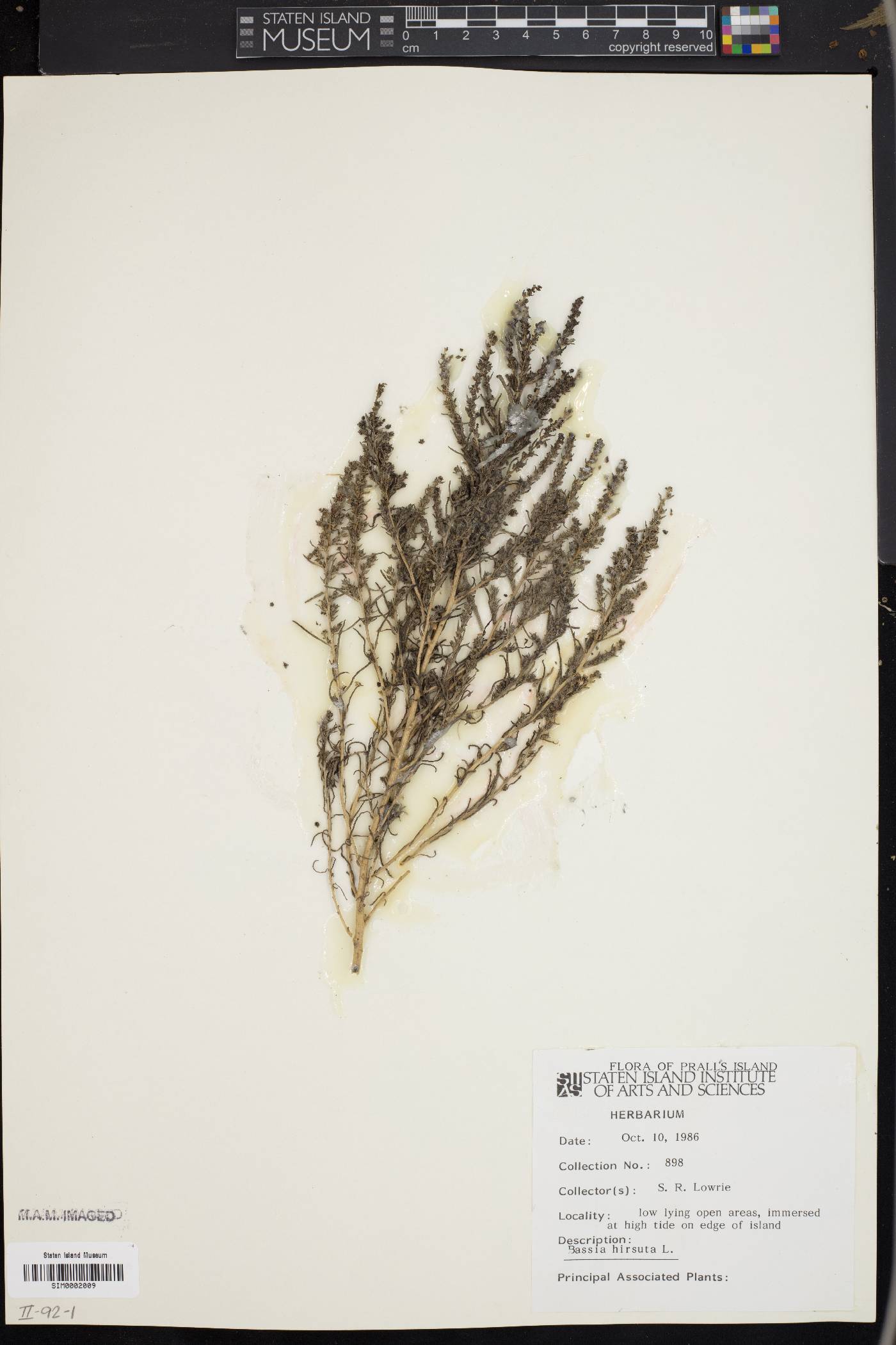 Bassia hirsuta image