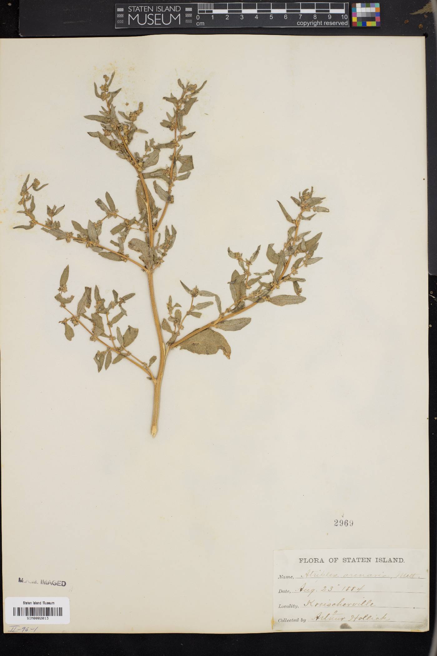 Atriplex arenaria image