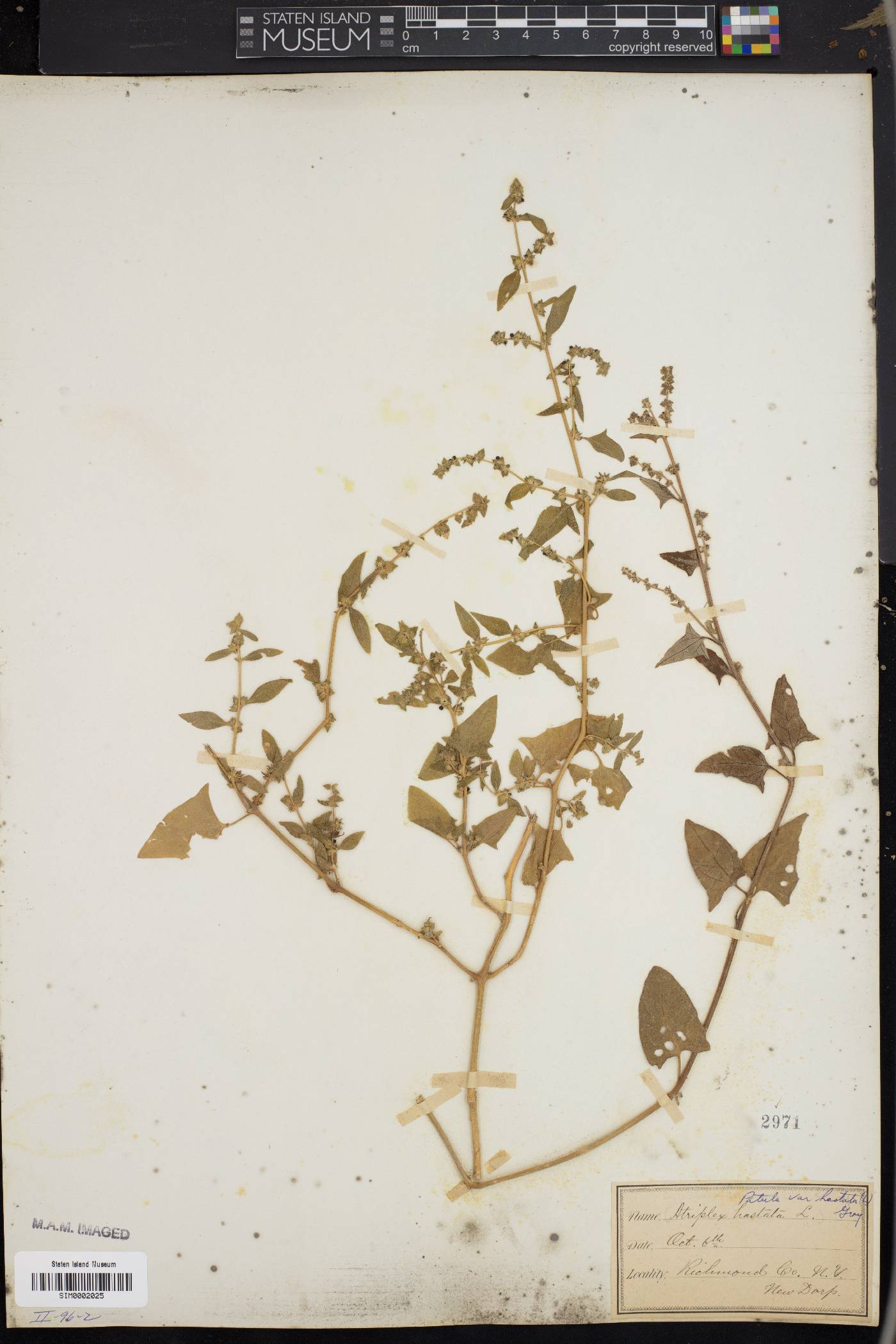Atriplex prostrata image