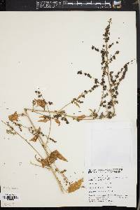 Atriplex prostrata image