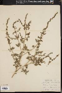 Atriplex prostrata image