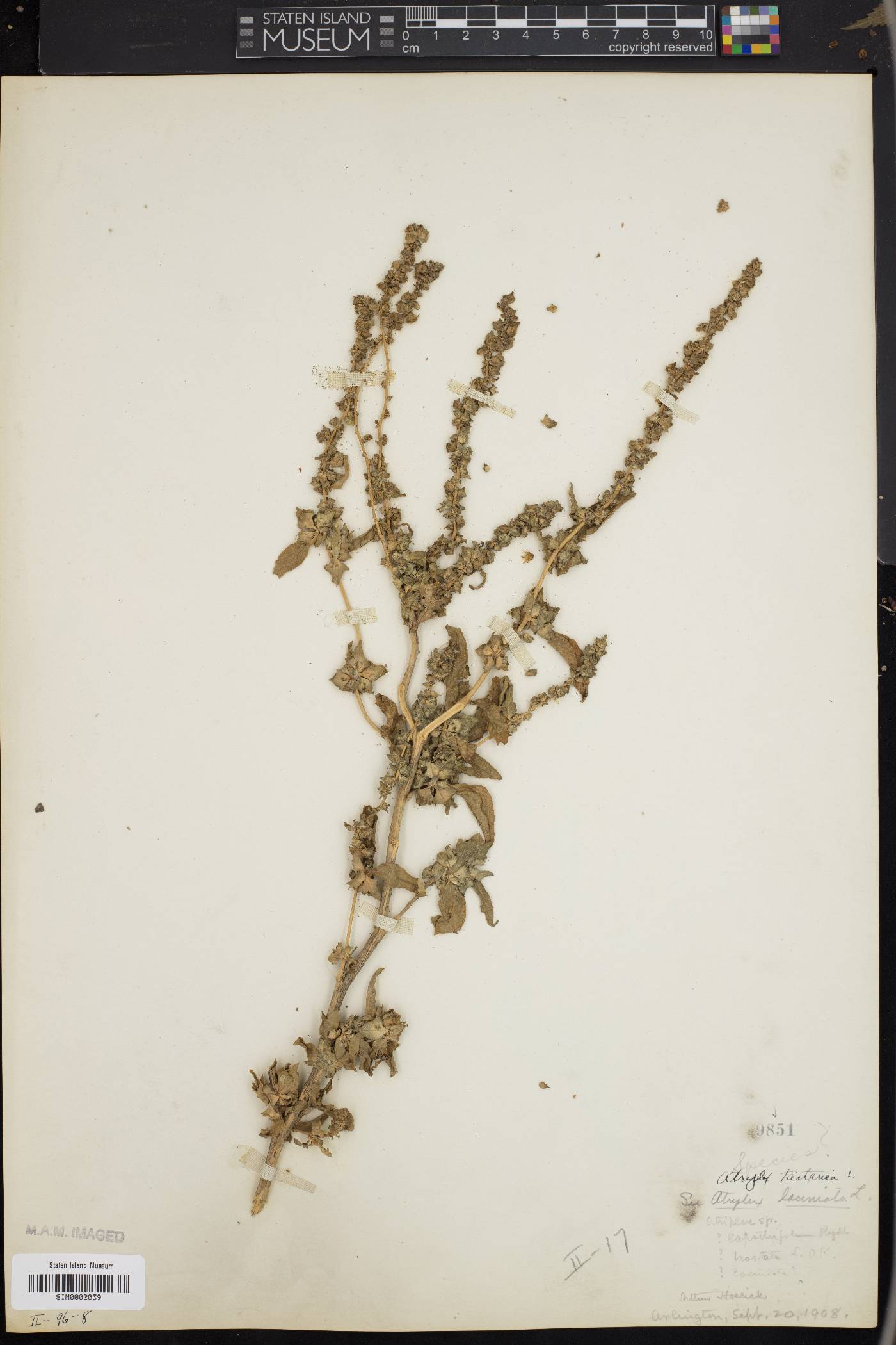 Atriplex tatarica image
