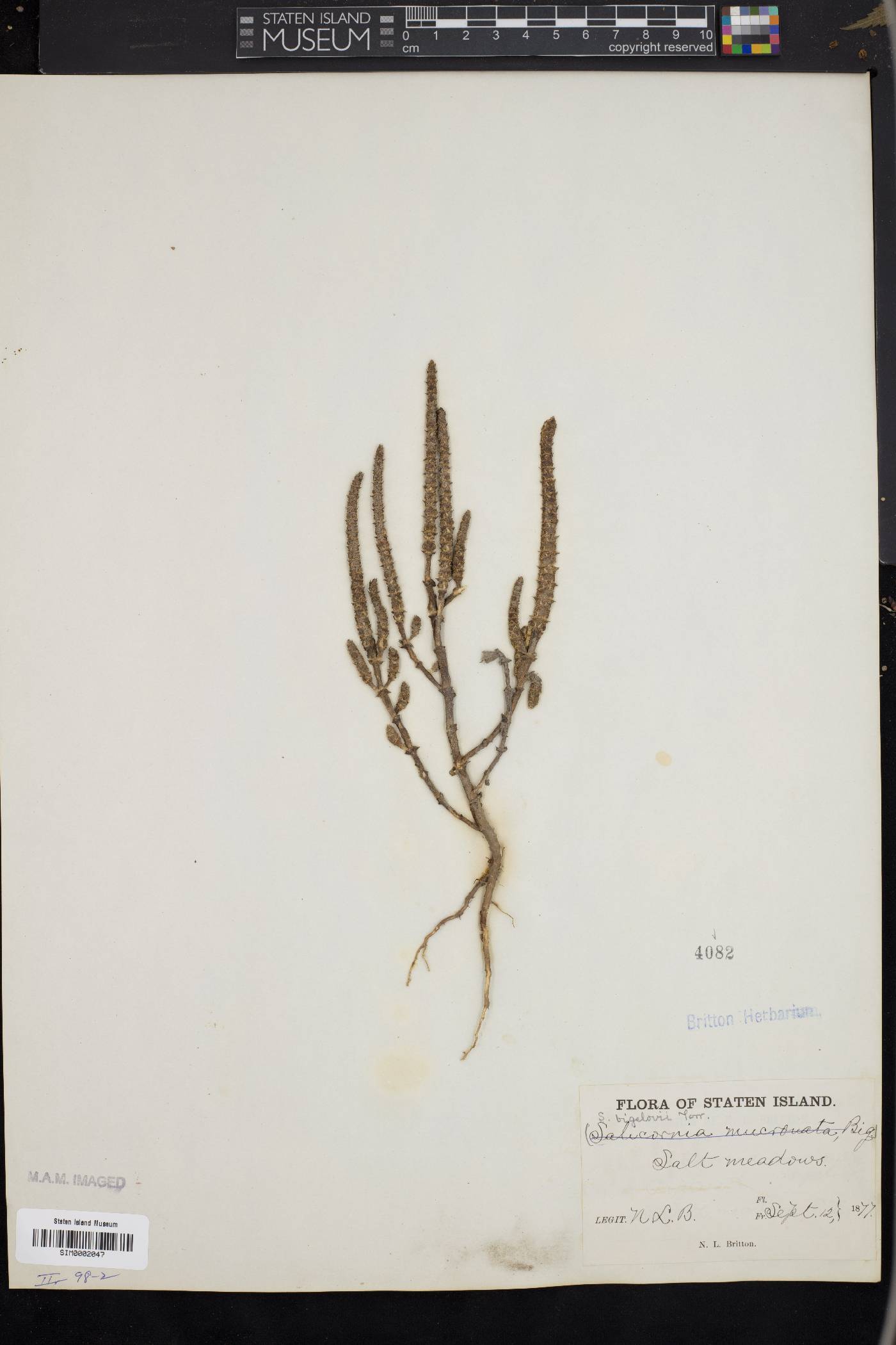 Salicornia bigelovii image