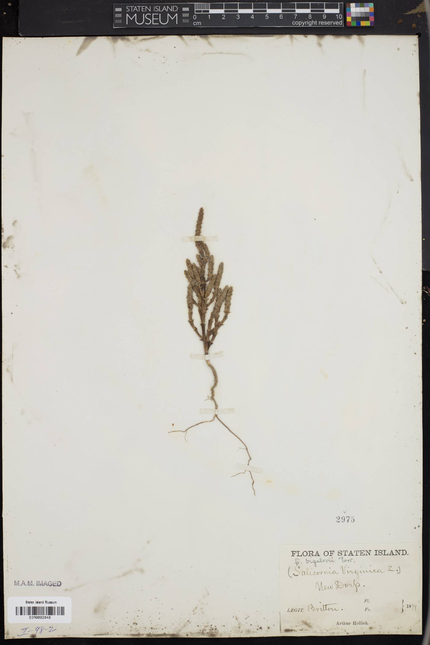 Salicornia bigelovii image