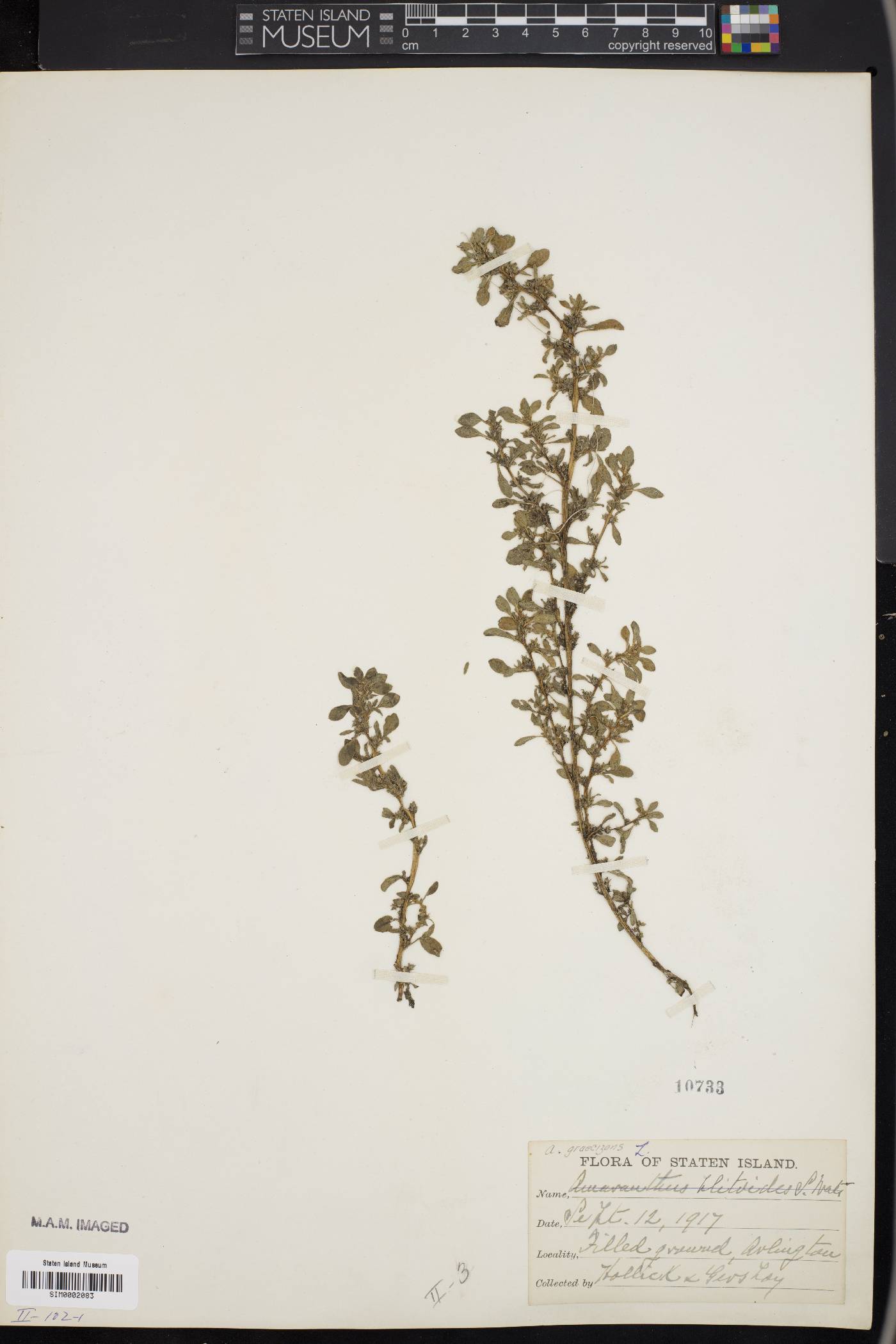 Amaranthus graecizans image