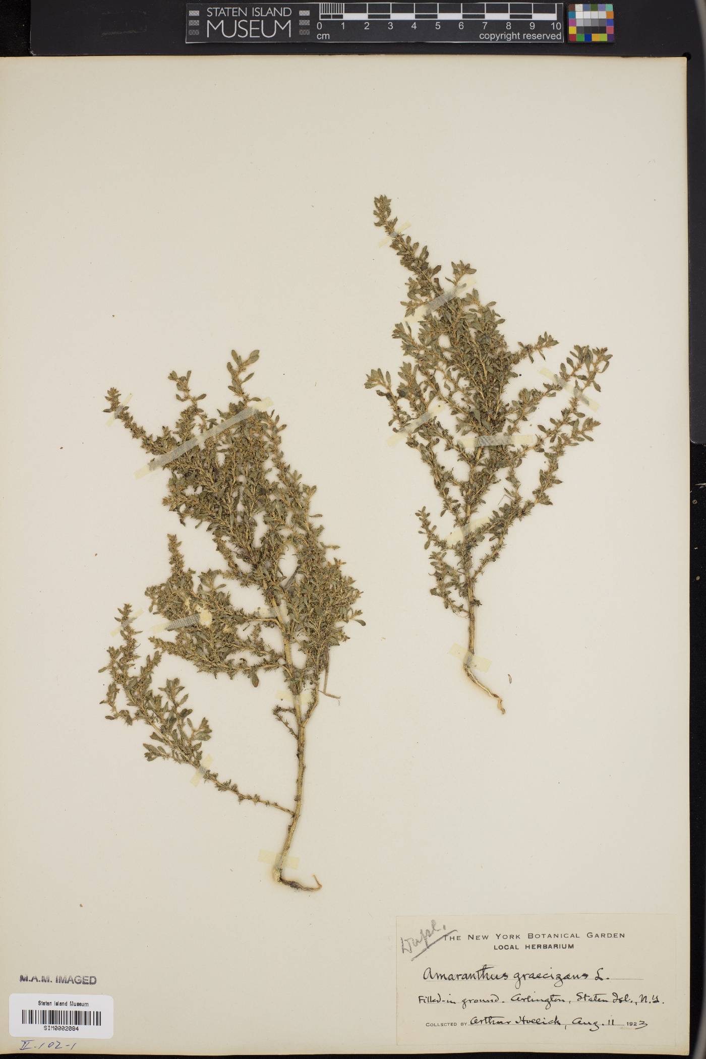 Amaranthus graecizans image