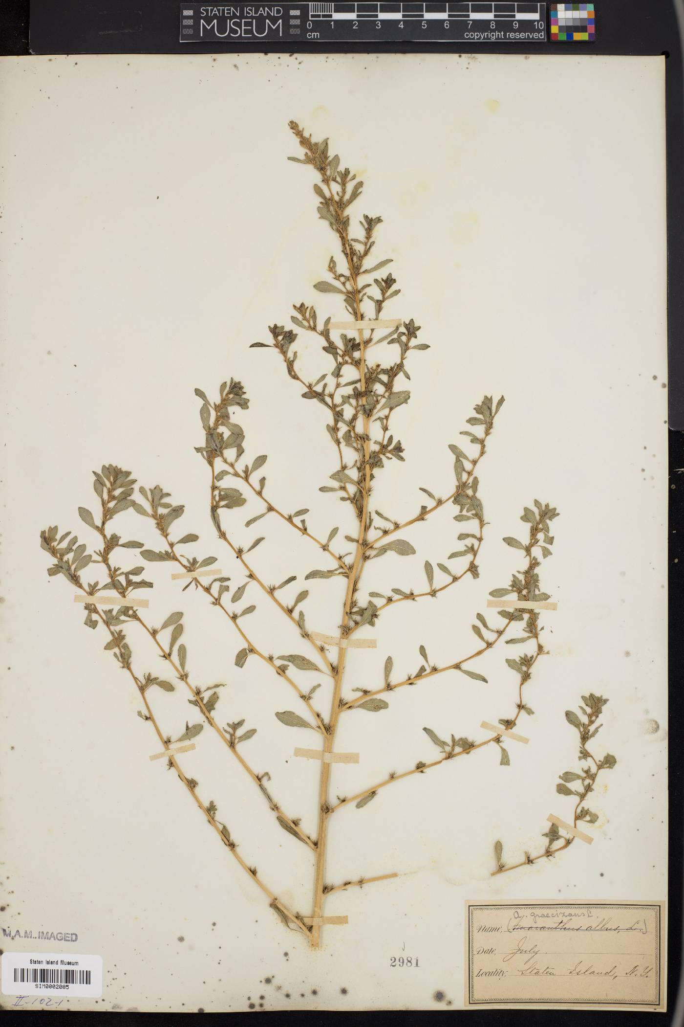 Amaranthus graecizans image