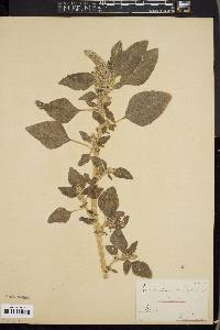 Amaranthus retroflexus image