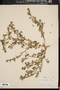 Amaranthus lepturus image