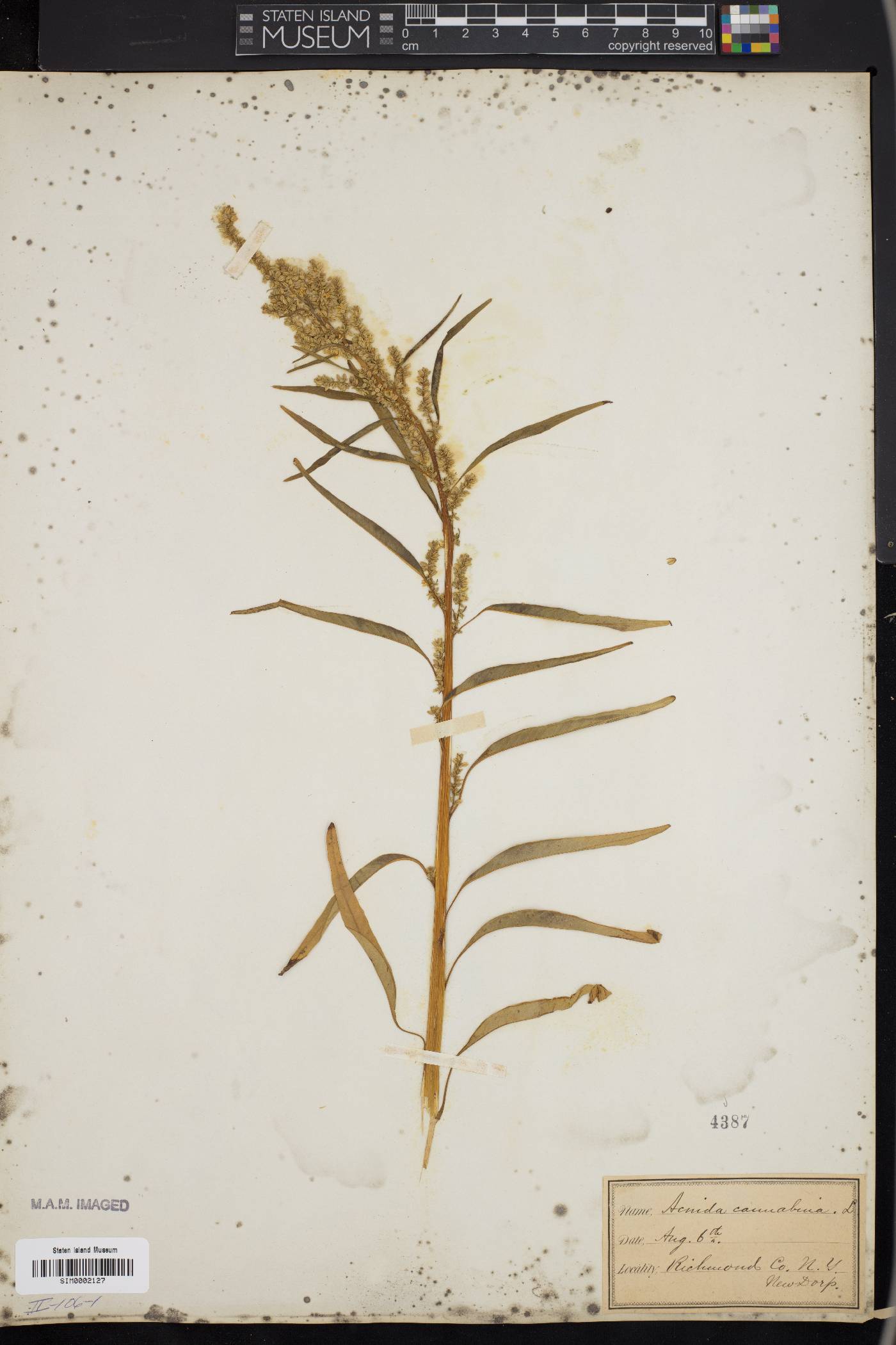Acnida cannabina image
