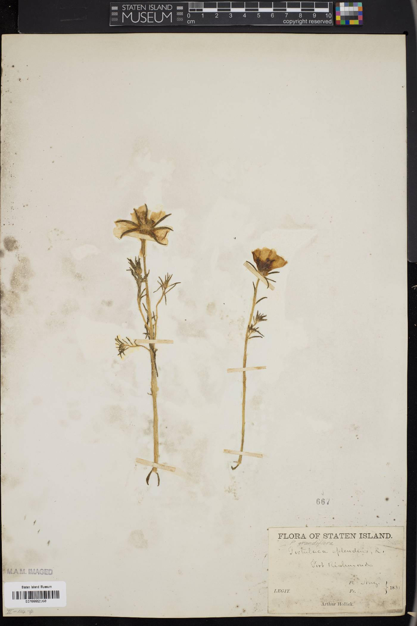 Portulaca grandiflora image