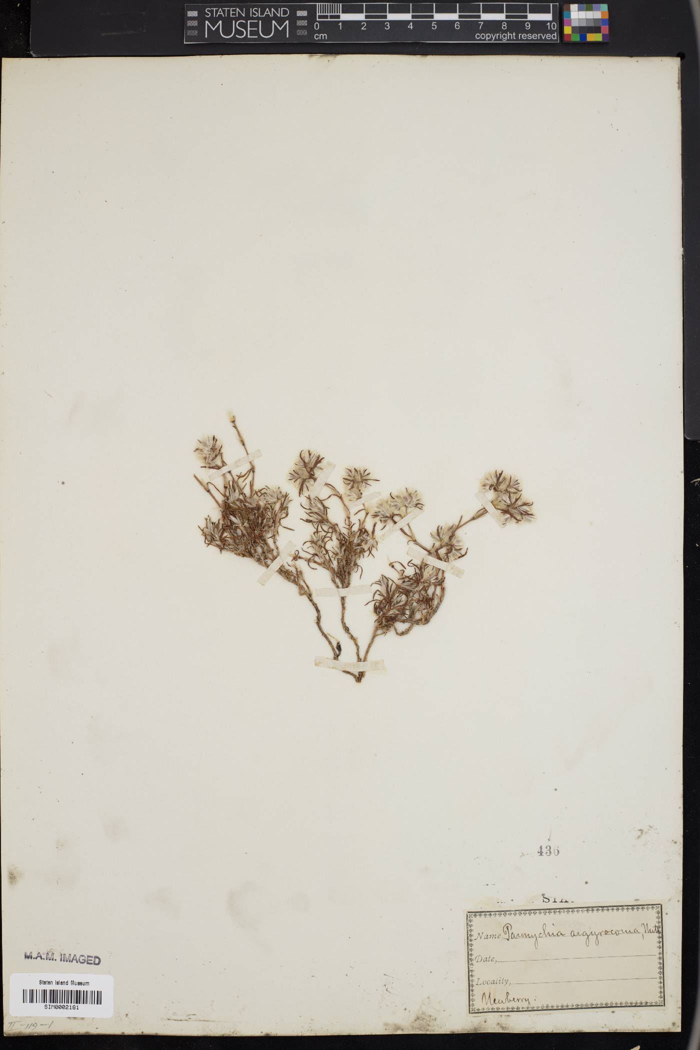 Paronychia argyrocoma image