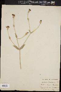 Silene coronaria image