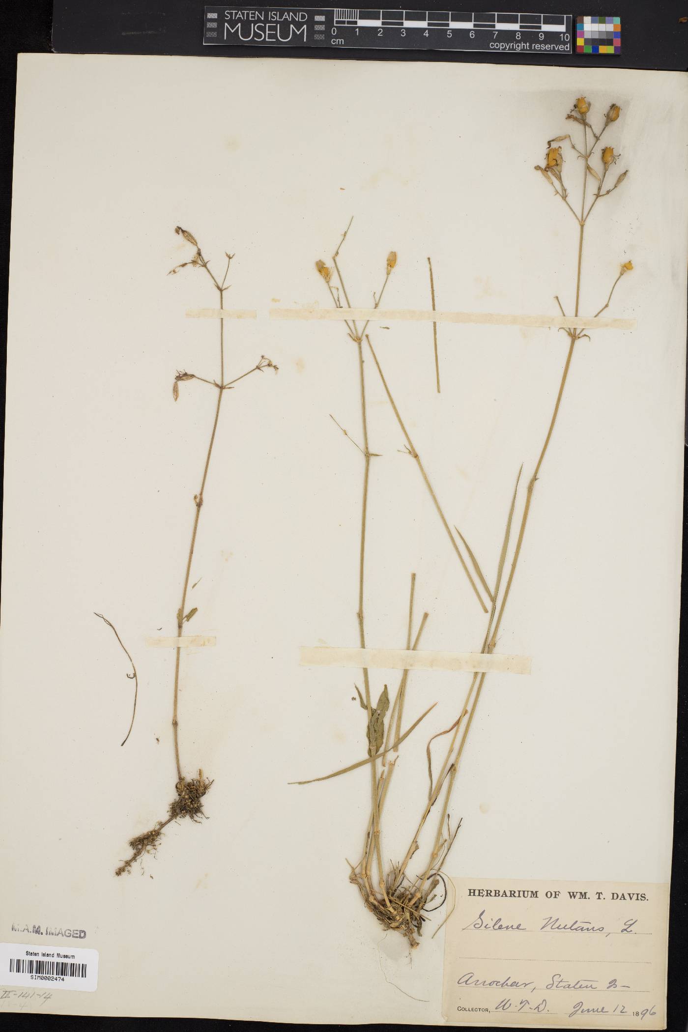 Silene nutans image