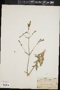 Silene italica image