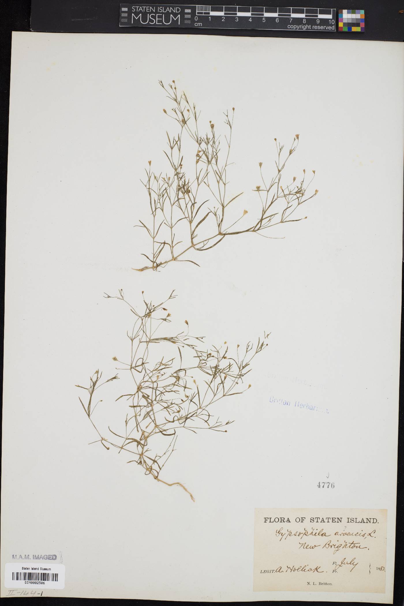 Gypsophila arvensis image