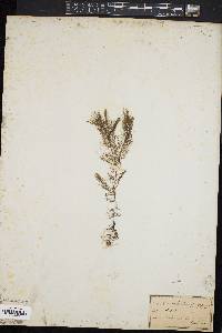 Ceratophyllum demersum var. echinatum image