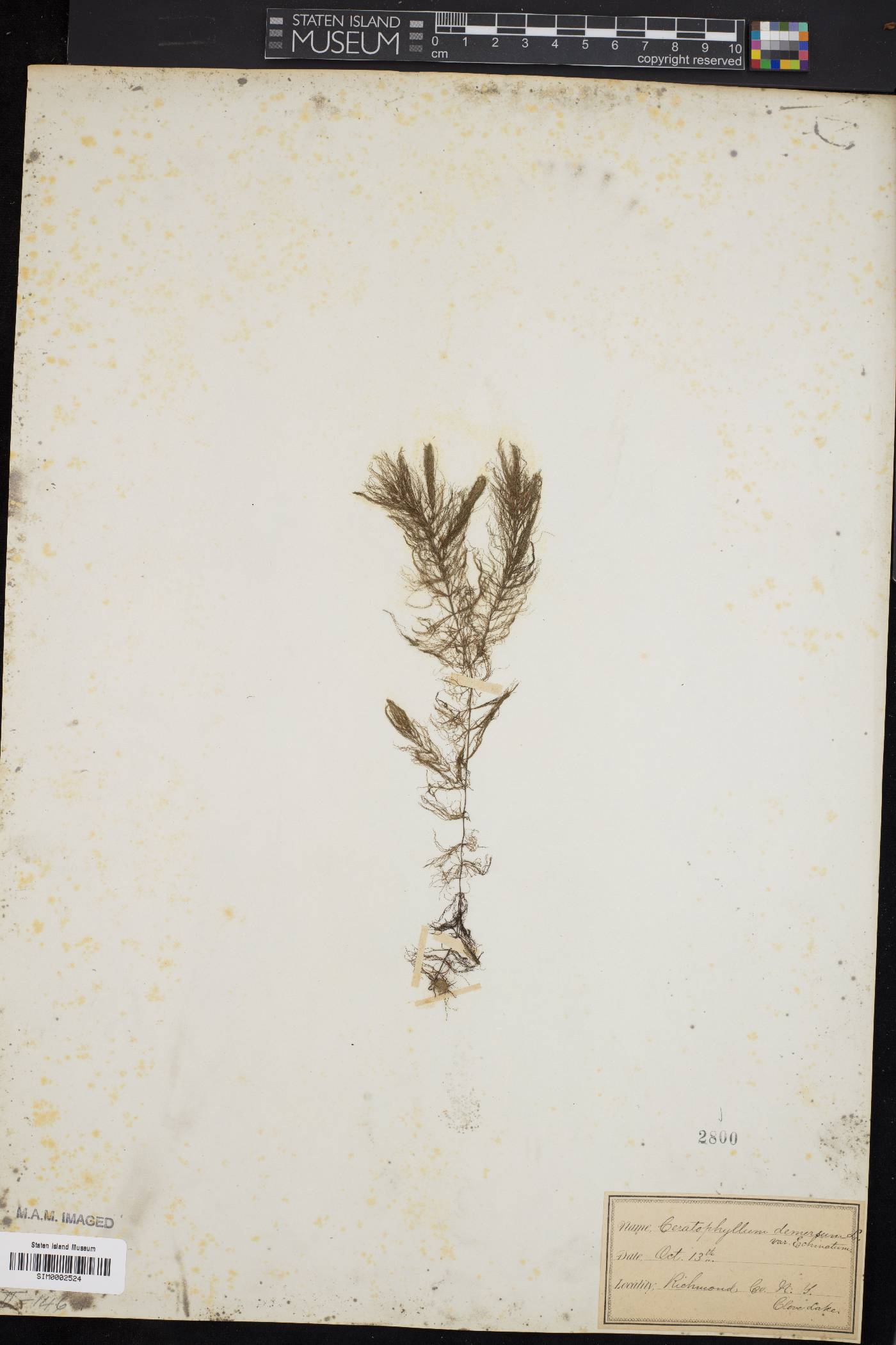 Ceratophyllum demersum var. echinatum image