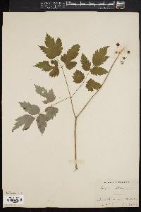 Actaea alba image