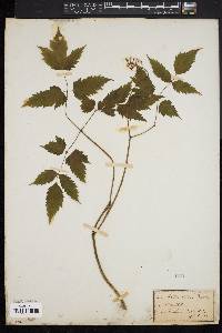 Actaea alba image