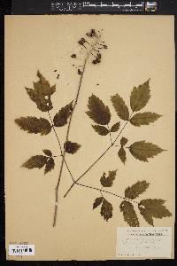 Actaea alba image