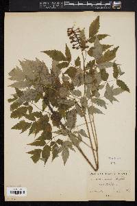 Actaea alba image