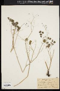 Thalictrum dioicum image