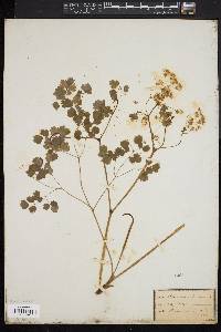 Thalictrum dioicum image