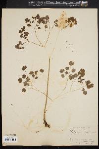 Thalictrum dioicum image