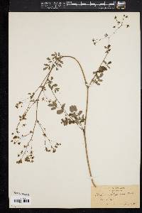 Thalictrum polygamum image