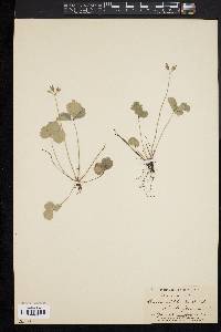 Coptis trifolia image