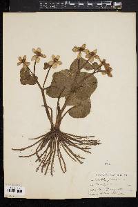 Caltha palustris image