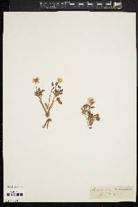 Ranunculus fasciculatus image
