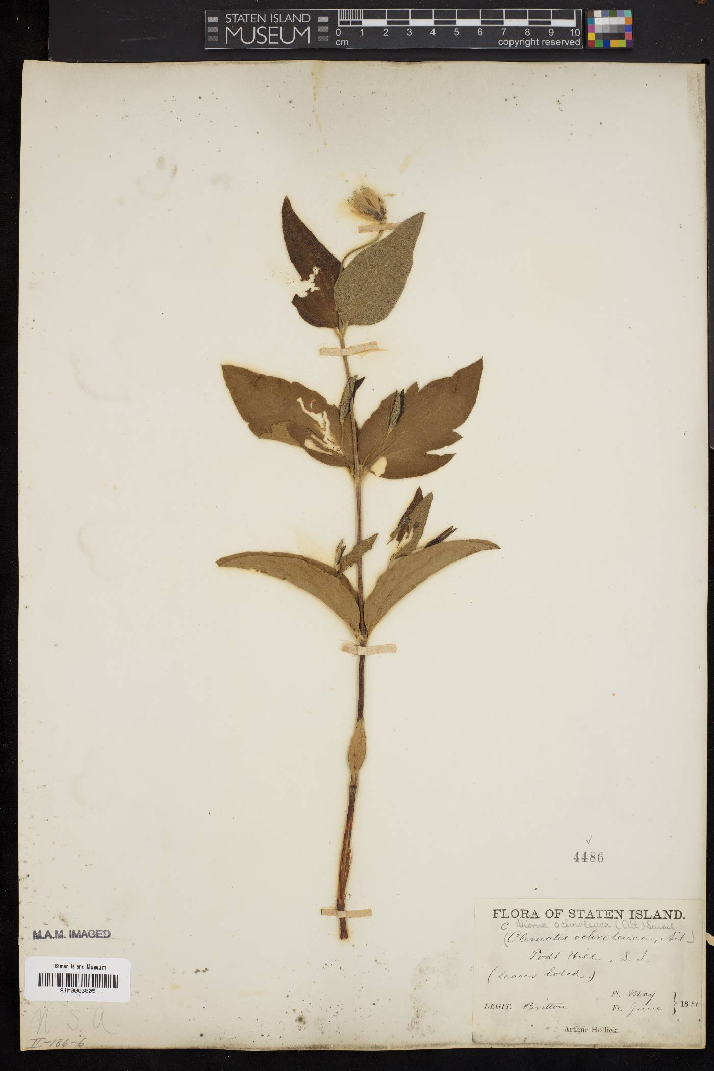 Clematis ochroleuca image