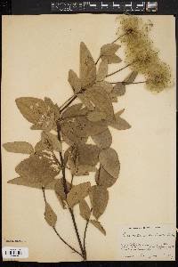 Clematis ochroleuca image