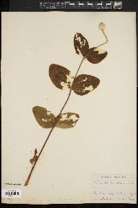 Clematis ochroleuca image