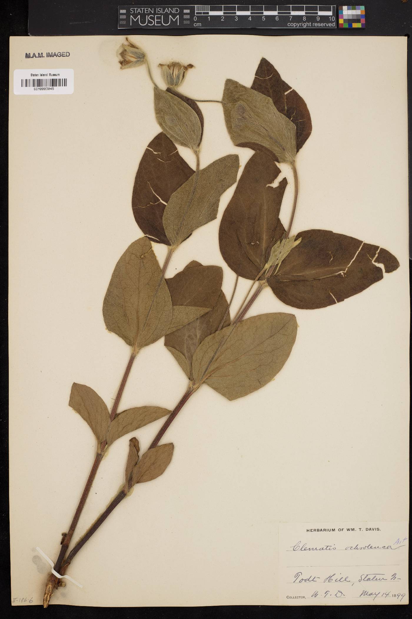 Clematis ochroleuca image