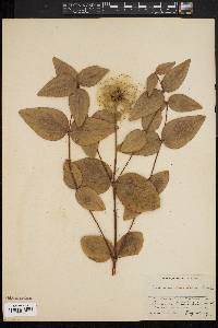 Clematis ochroleuca image