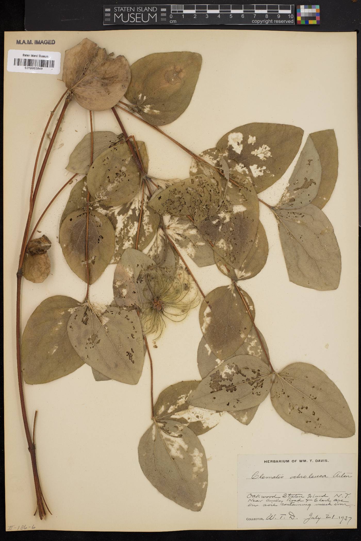 Clematis ochroleuca image