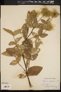 Clematis ochroleuca image