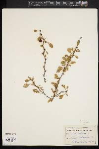 Berberis vulgaris image