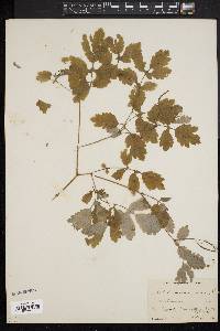 Chelidonium majus image