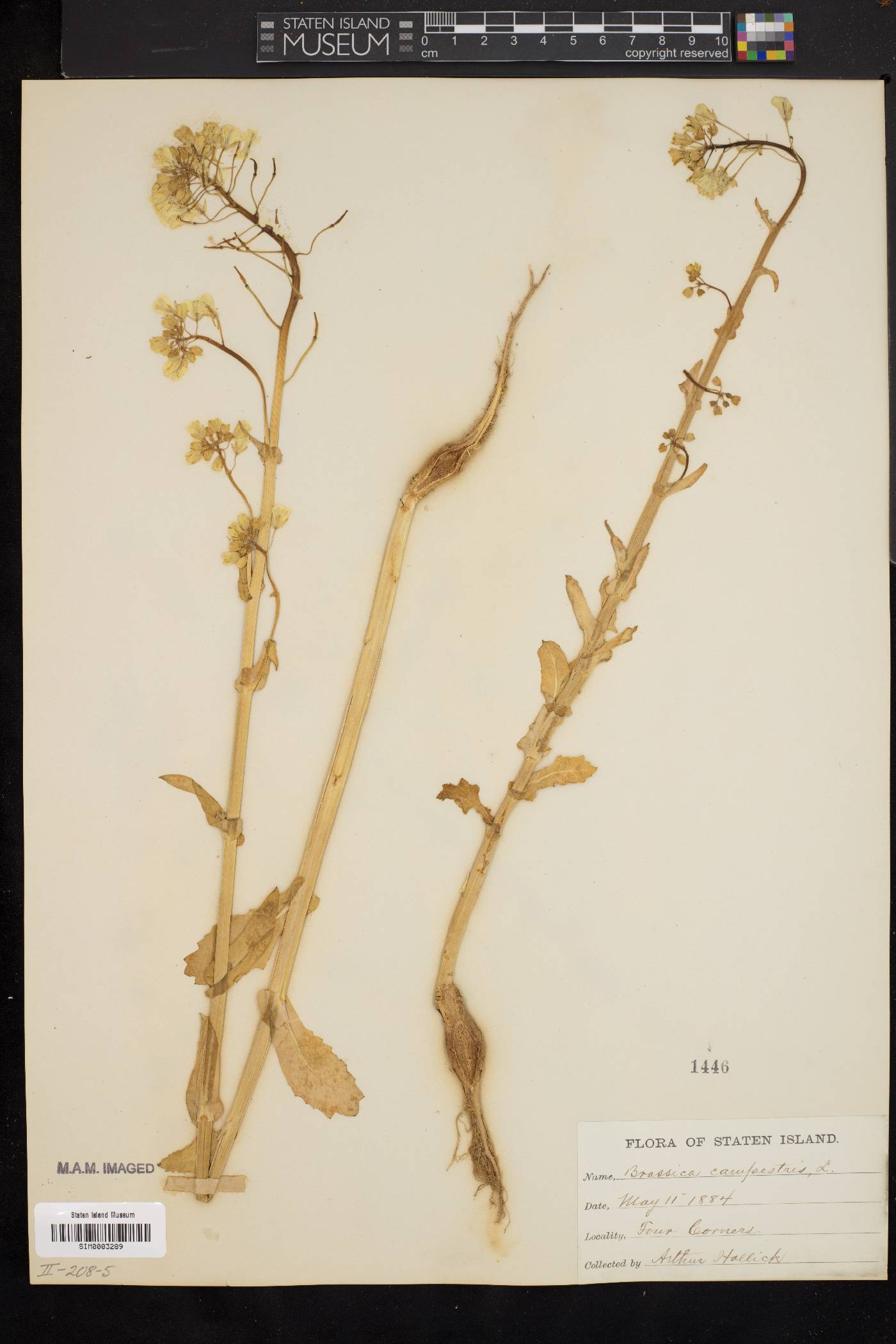 Brassica rapa var. rapa image