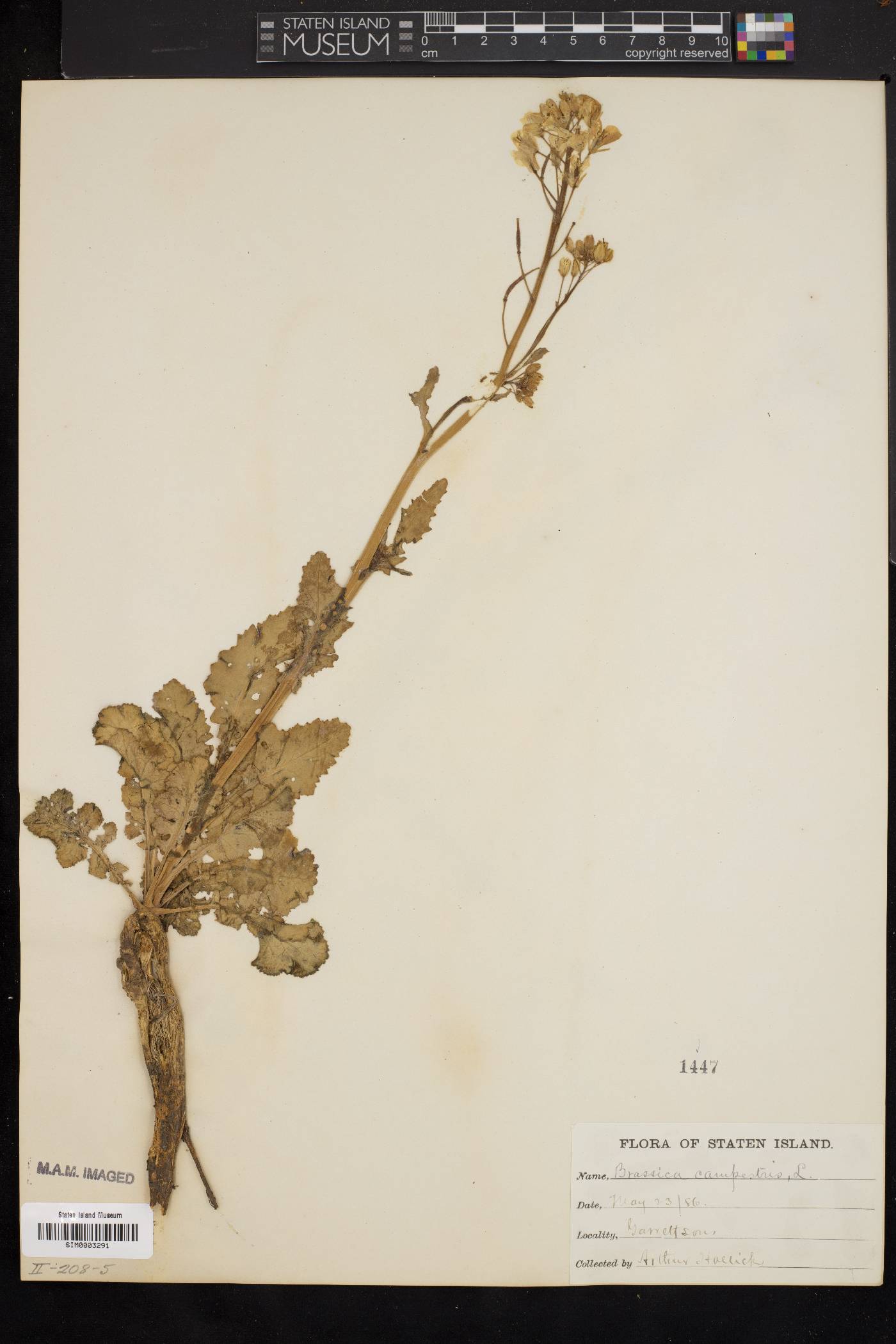 Brassica rapa var. rapa image