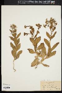 Lepidium draba image