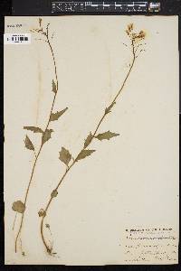 Cardamine bulbosa image