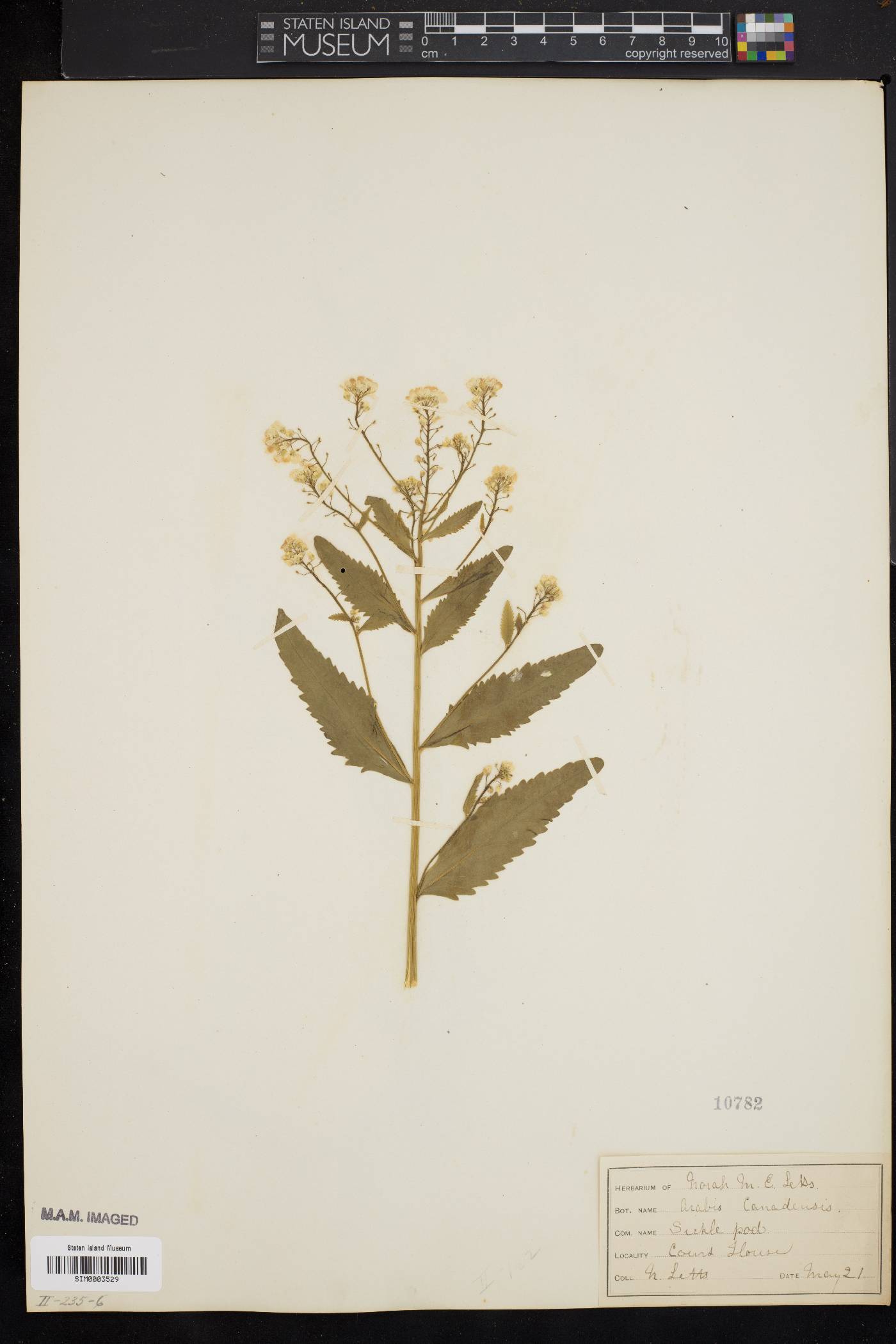 Borodinia canadensis image