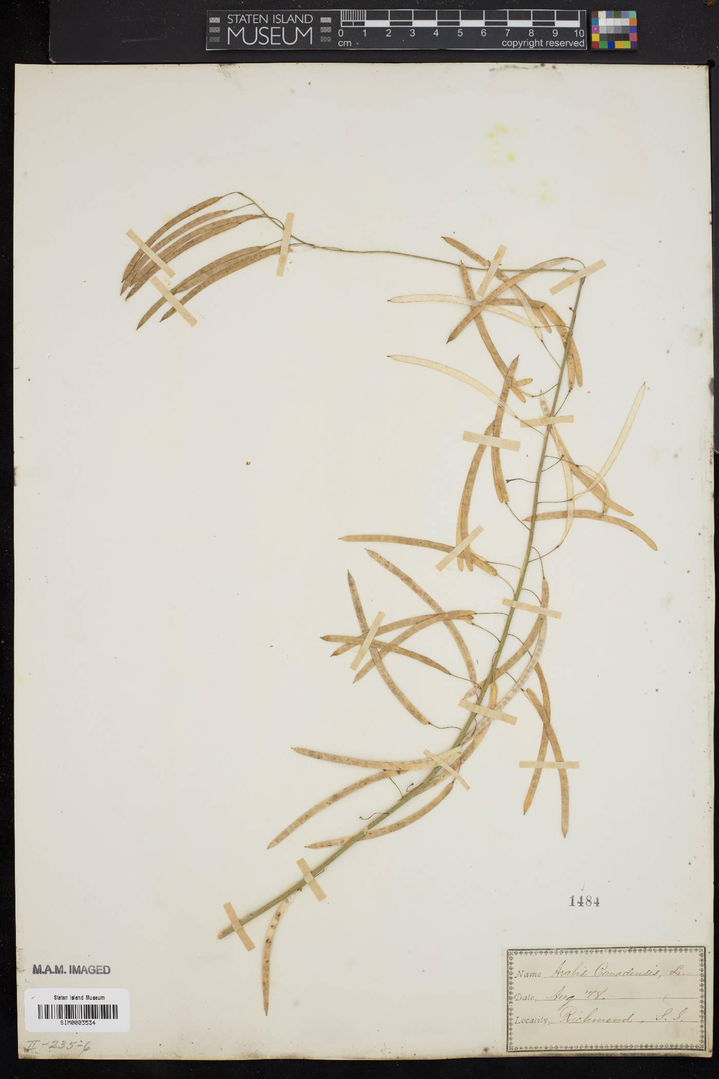 Borodinia canadensis image