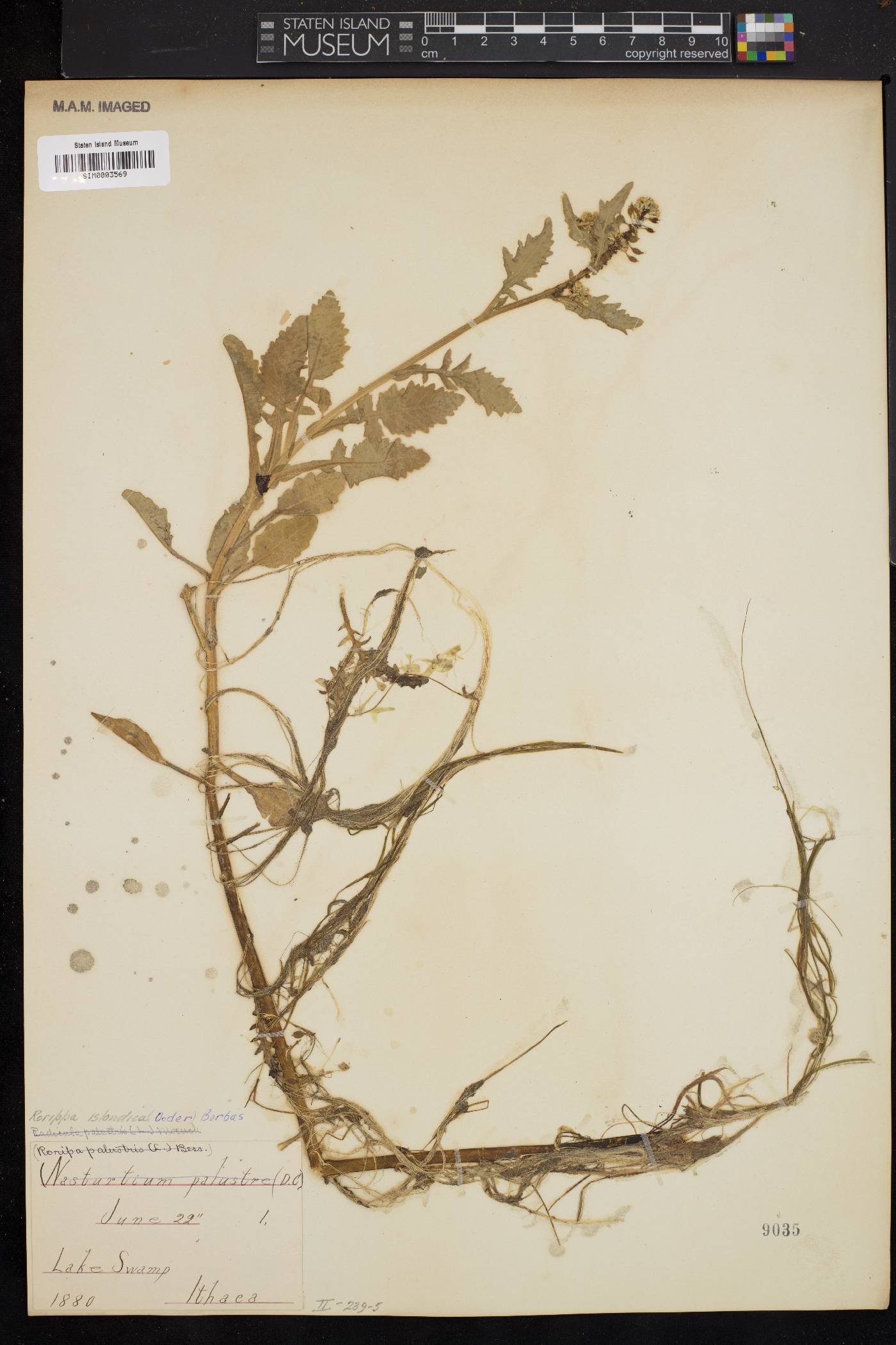 Rorippa islandica image